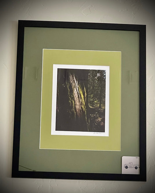 “Cedar Moss” (Ross Creek Cedars Upright)