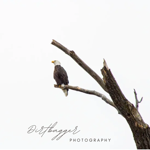 “El Explorador” (Águila Calva)