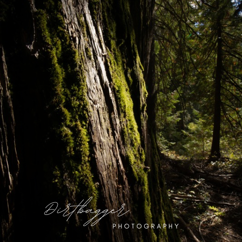 “Cedar Moss” (Ross Creek Cedars vertical)